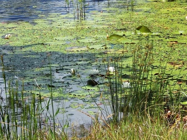 Algae and floating vegetation removal from pond surface